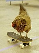 Chicken on a skateboard