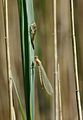 Coenagrionidae Exuvie