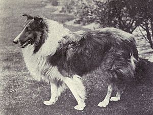 Collie (rough) from 1915