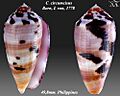 Conus circumcisus 3