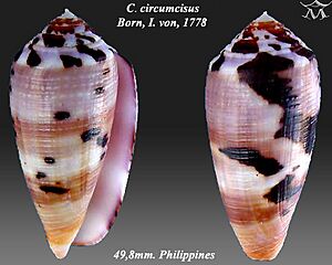 Conus circumcisus 3
