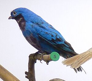 Cotinga amabilis Museum de Genève