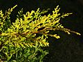 Cupressocyparis leylandii 'Castlewellan Gold' gold leafs