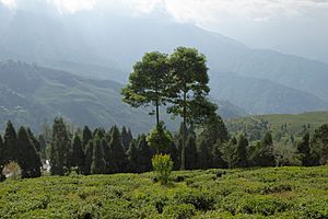 Darjeeling, India, Tea plantations