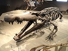 Deinosuchus hatcheri - Natural History Museum of Utah - DSC07251