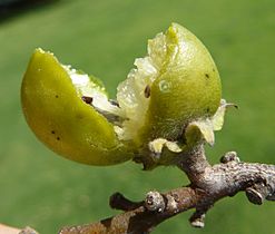 Diospyros mespiliformis, gebreekte vrug, b, Jan Celliers Park