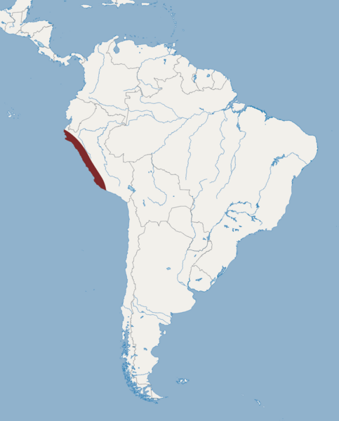 Distribution of Tomopeas ravus