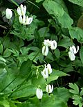 Dodecatheon dentatum.jpg