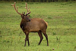 Elk in boxley valley