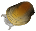 Erinna newcombi color