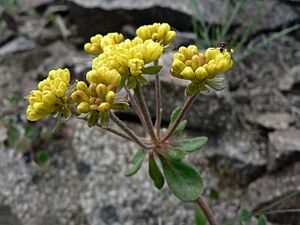 Eriogonum umbellatum 17009