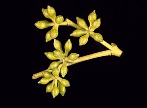 Eucalyptus acaciiformis buds