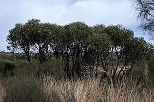Eucalyptus aspratilis habit.jpg