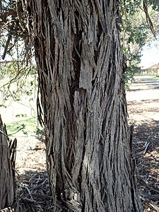 Eucalyptus crenulata bark
