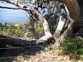 Eucalyptus gomphocephala in Kings Park closeup near ground