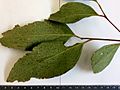 Eucalyptus moluccana - leaves