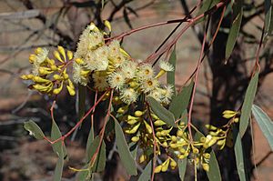 Eucalyptus thozetiana buds