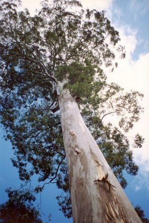 Eucalyptusdeanei-Blue Mountains National Park.jpg