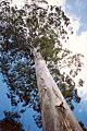 Eucalyptusdeanei-Blue Mountains National Park