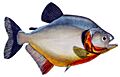 F de Castelnau-poissonsPl37 (Serrasalmus humeralis)