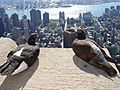 Feral pigeon -Empire State Building, New York City, USA-31Aug2008d
