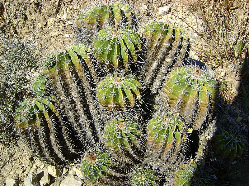 Ferocactus flavovirens (5753683467)
