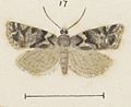 Fig 17 MA I437625 TePapa Plate-XXVI-The-butterflies full (cropped)