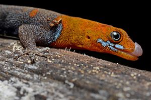 Flickr - ggallice - Gecko