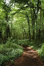 Footpath through woodland to Tintern - geograph.org.uk - 803692.jpg