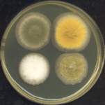 Four 3-day old Aspergillus colonies on a Petri dish