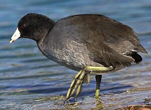 Fulica americana 1.jpg