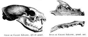 Galidie elegante skull