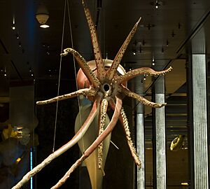 Giant squid (Architeuthis sanctipauli) replica in Muséum national d'histoire naturelle (France)