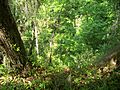 Gold Head Branch SP ravine02