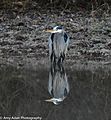 Great Blue Heron in Pond in Central Arkansas
