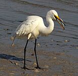 Great Egret with breakfast - Flickr - Andrea Westmoreland