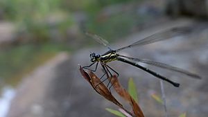 Grey-chested Flatwing (8061685145).jpg