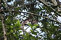 Grooming Ugandan red colobus