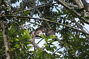 Grooming Ugandan red colobus