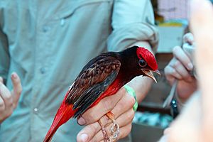 Guianan Red Cotinga (Phoenicircus carnifex).jpg