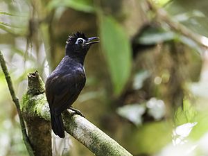 Hafferia fortis - Sooty Antbird - male (cropped).jpg