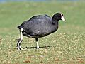 Hawaiian Coot RWD6