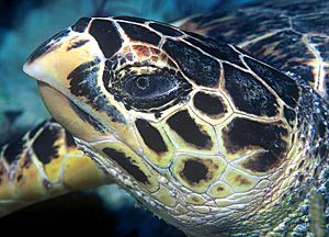 Hawksbill turtle doeppne-081