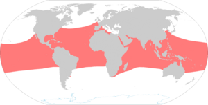 Hawksbill turtle range map.png