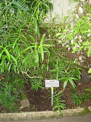 Hebe salicifolia - Berlin Botanical Garden - IMG 8749.JPG