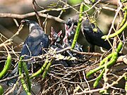 House Crow(Chicks) I IMG 0175