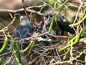 House Crow(Chicks) I IMG 0175