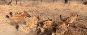 Hyenas Fight Against Lions Over a Kill HD 13