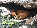 Jielbeaumadier crabe de clipperton mjp paris 2014