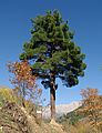 Kızılçam ağacı - Pinus brutia 02
